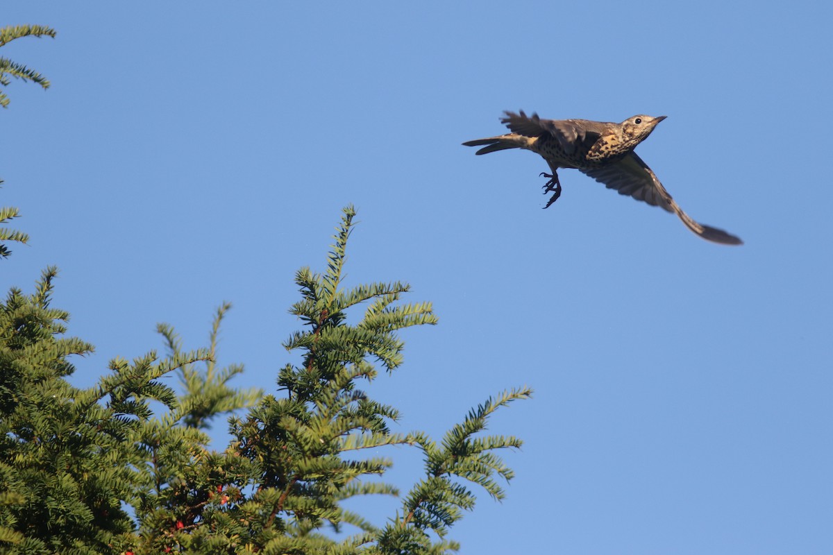 Mistle Thrush - ML500475761