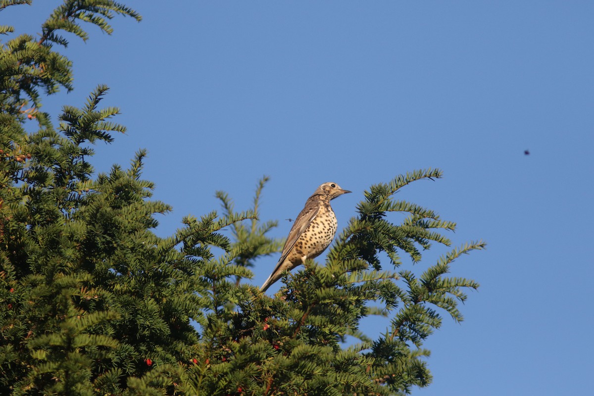 Mistle Thrush - ML500475771