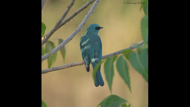 Papamoscas Verdín - ML500476201