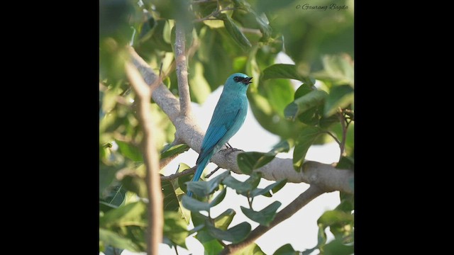 Verditer Flycatcher - ML500476301