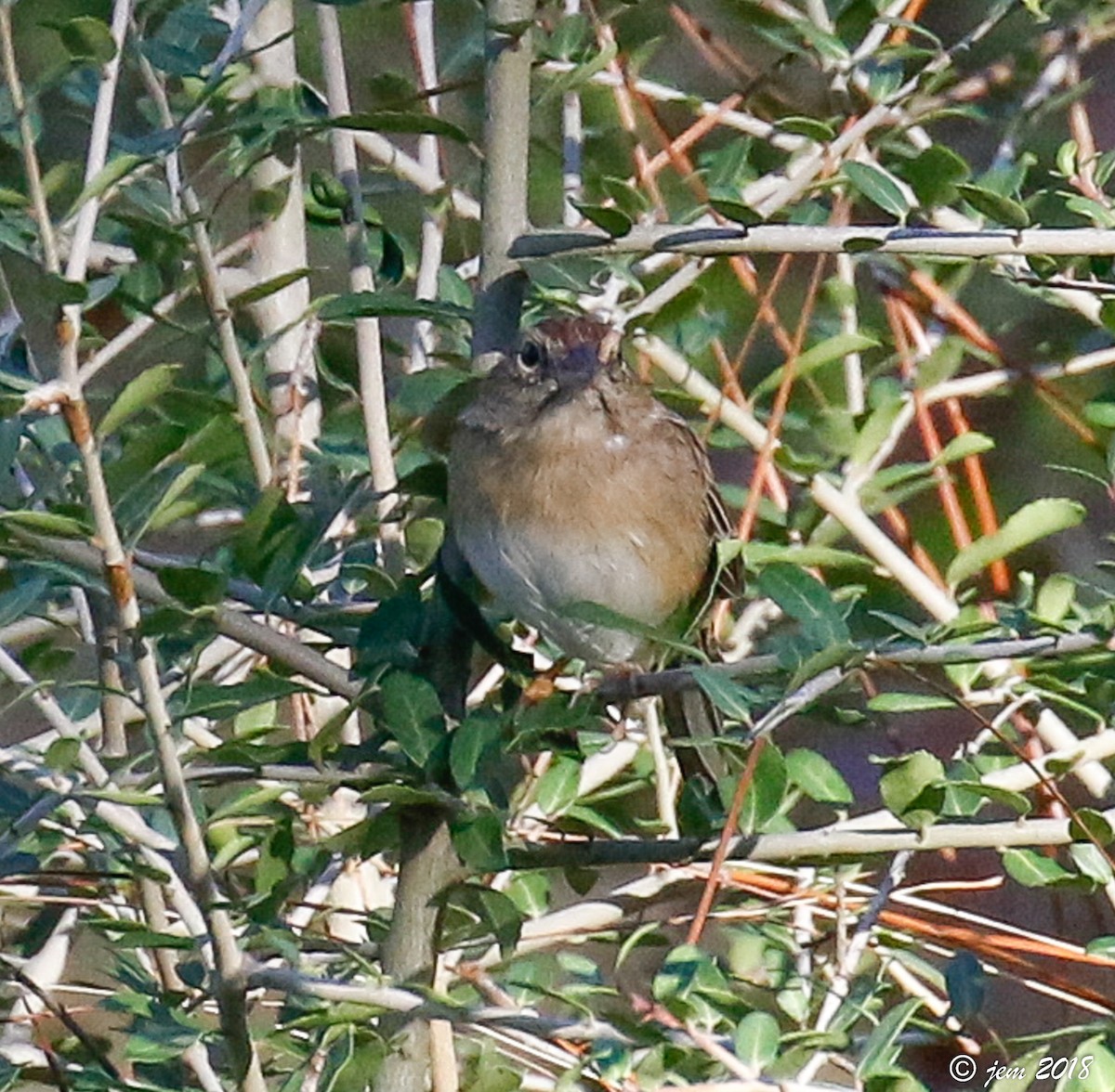 Bachman's Sparrow - ML500476881