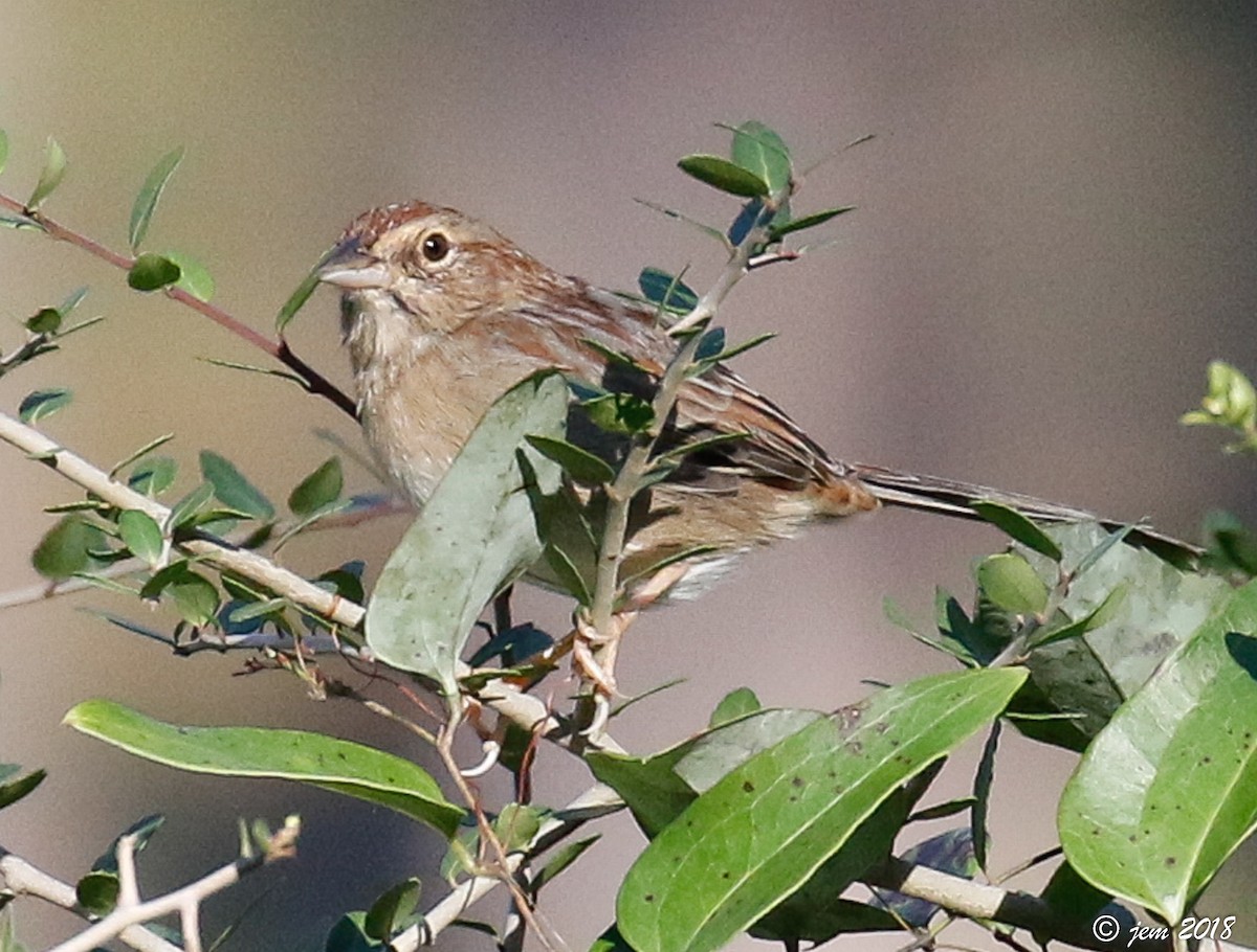 Bachman's Sparrow - Carl & Judi Manning