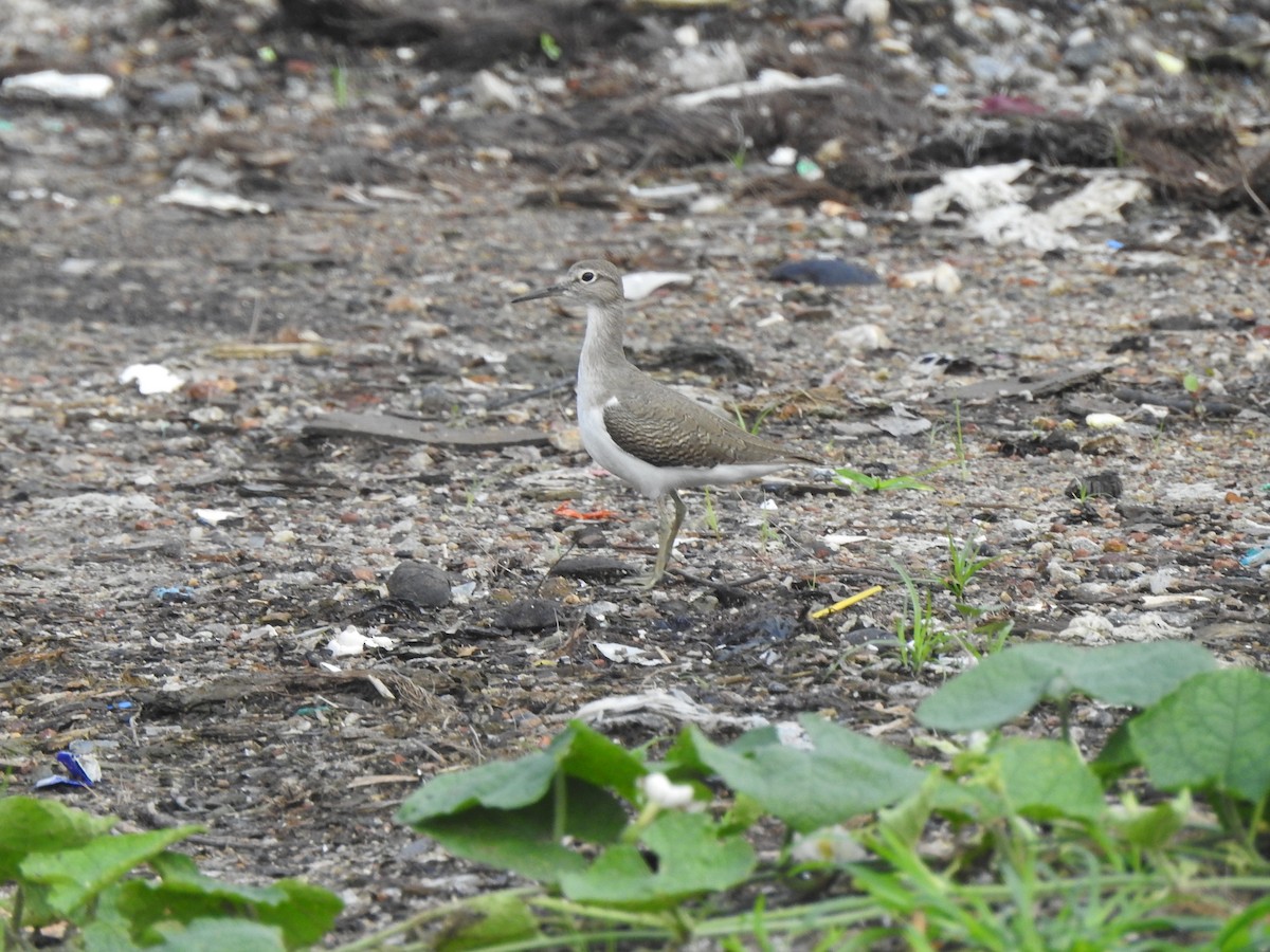 Common Sandpiper - ML500478301