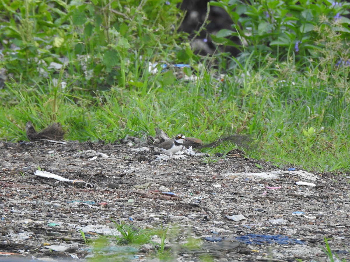 Little Ringed Plover - ML500478311