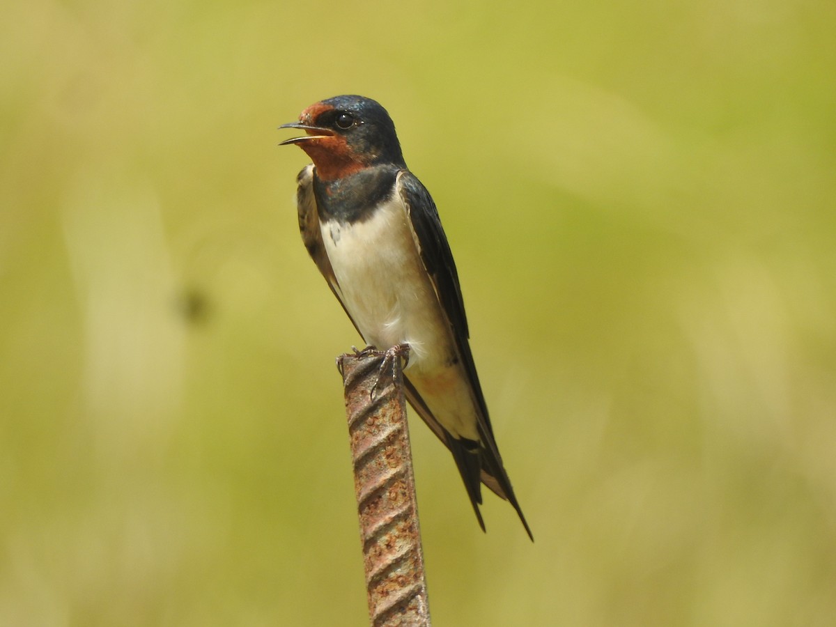 Barn Swallow - ML500478321