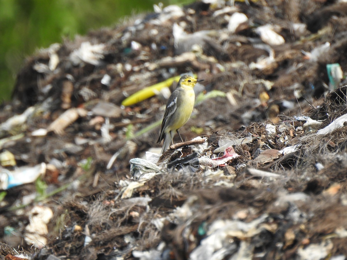 Citrine Wagtail - ML500478331