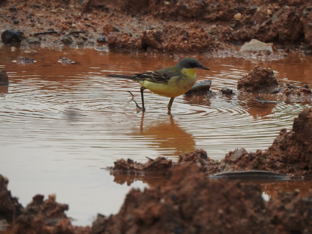 Western/Eastern Yellow Wagtail - ML500478351