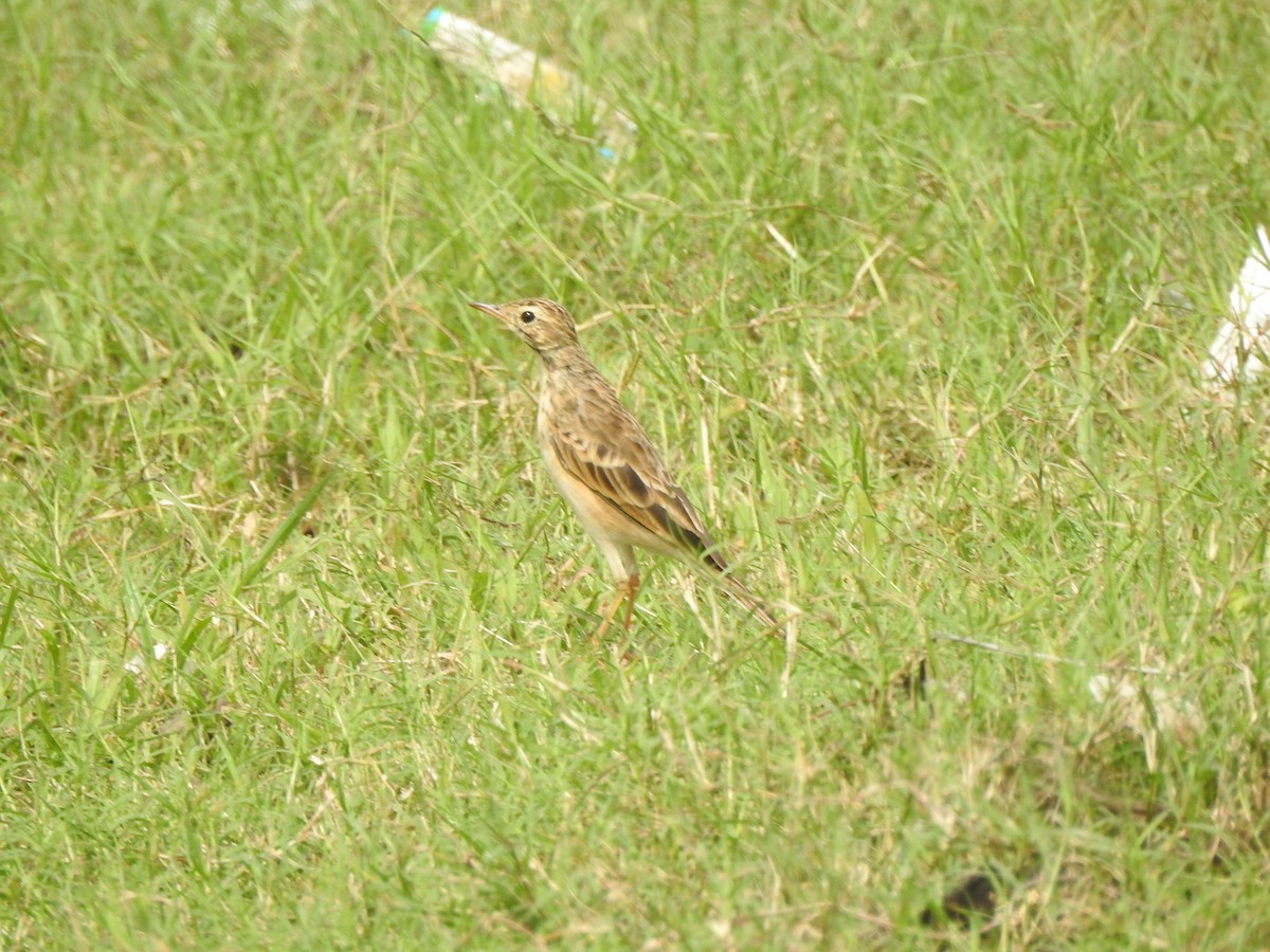 Paddyfield Pipit - ML500478371