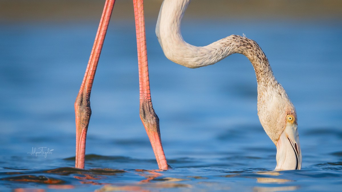 Greater Flamingo - ML500478591