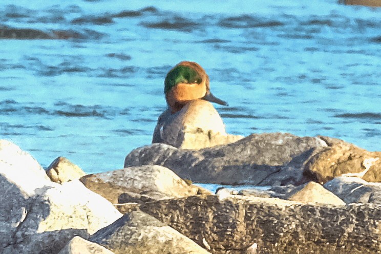 Green-winged Teal - ML500480131