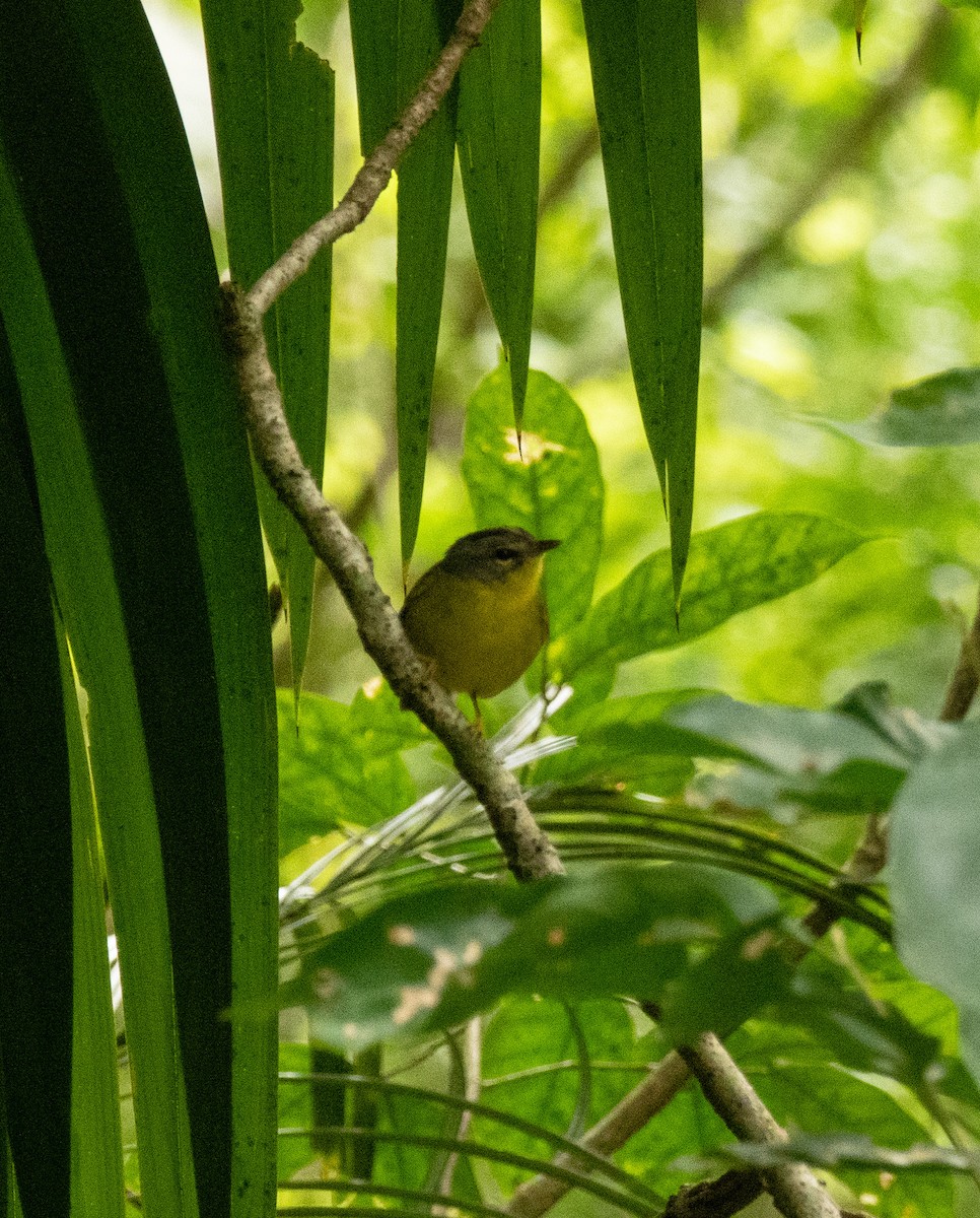 Golden-crowned Warbler - ML500481251