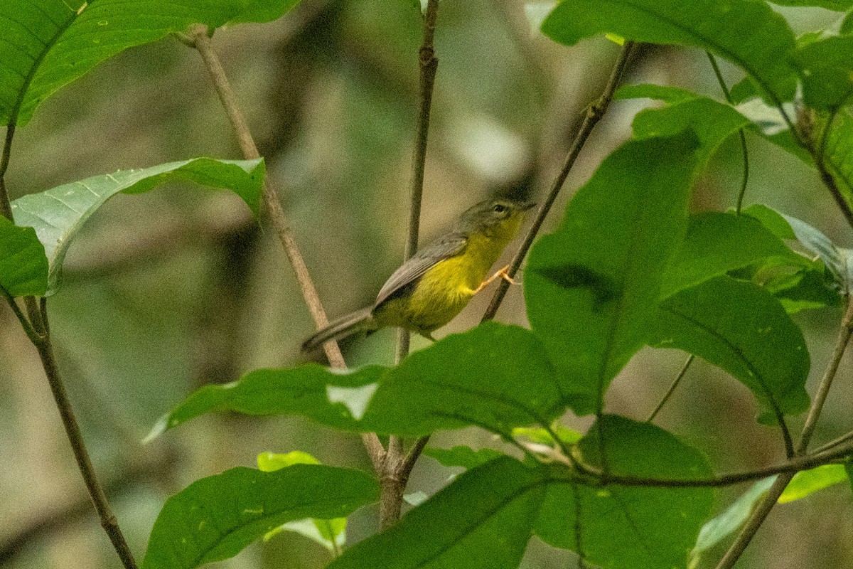 Golden-crowned Warbler - ML500481261