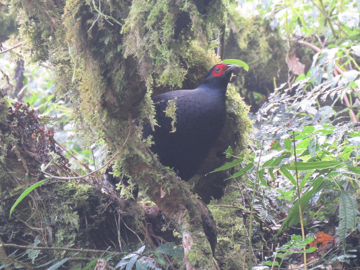 Mikado Pheasant - ML50048151