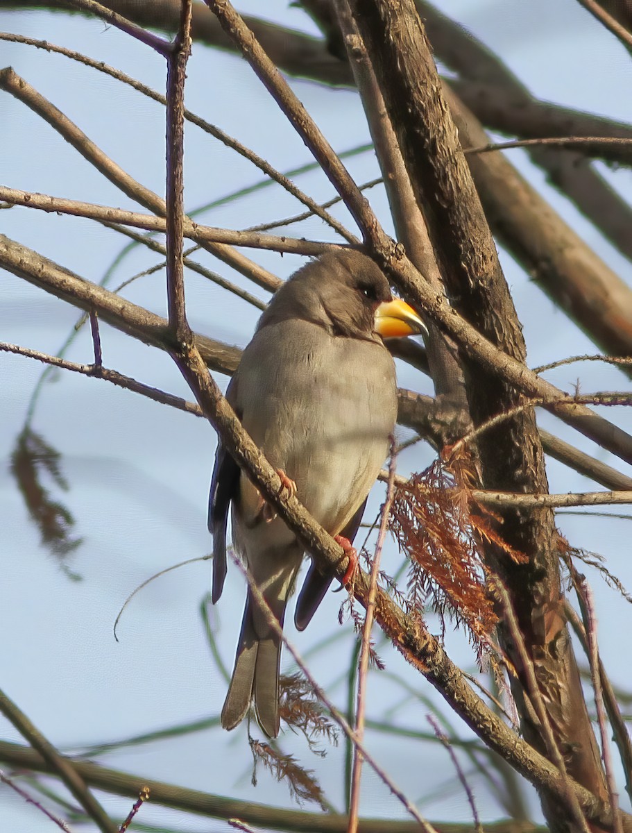 Yellow-billed Grosbeak - ML500481561