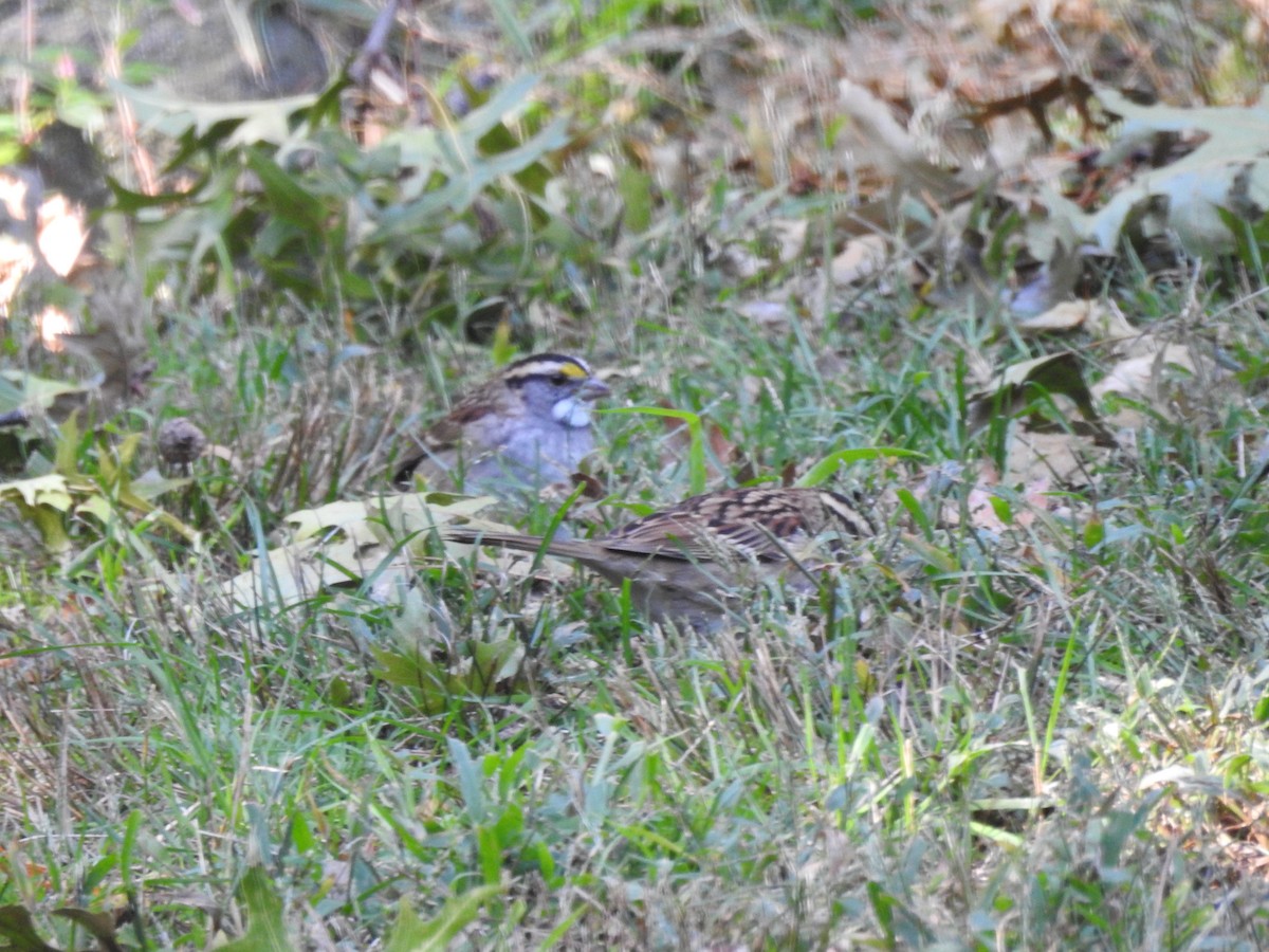 White-throated Sparrow - ML500481921