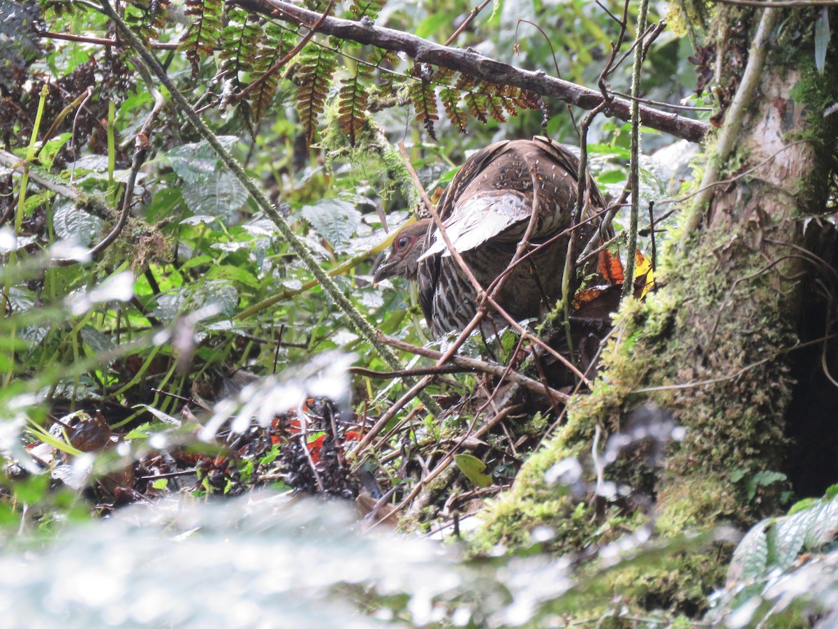 Mikado Pheasant - ML50048201