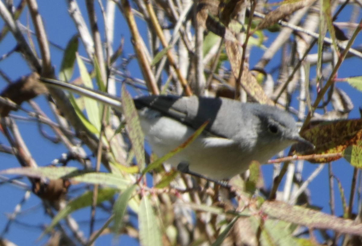 Blue-gray Gnatcatcher - Eileen Wintemute