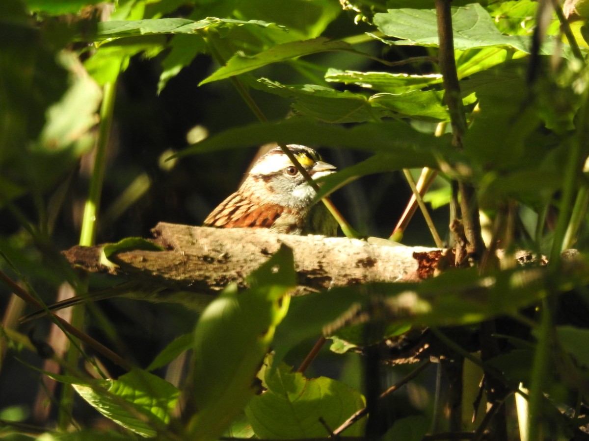 White-throated Sparrow - ML500483031