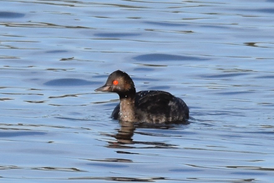 Eared Grebe - ML500483761