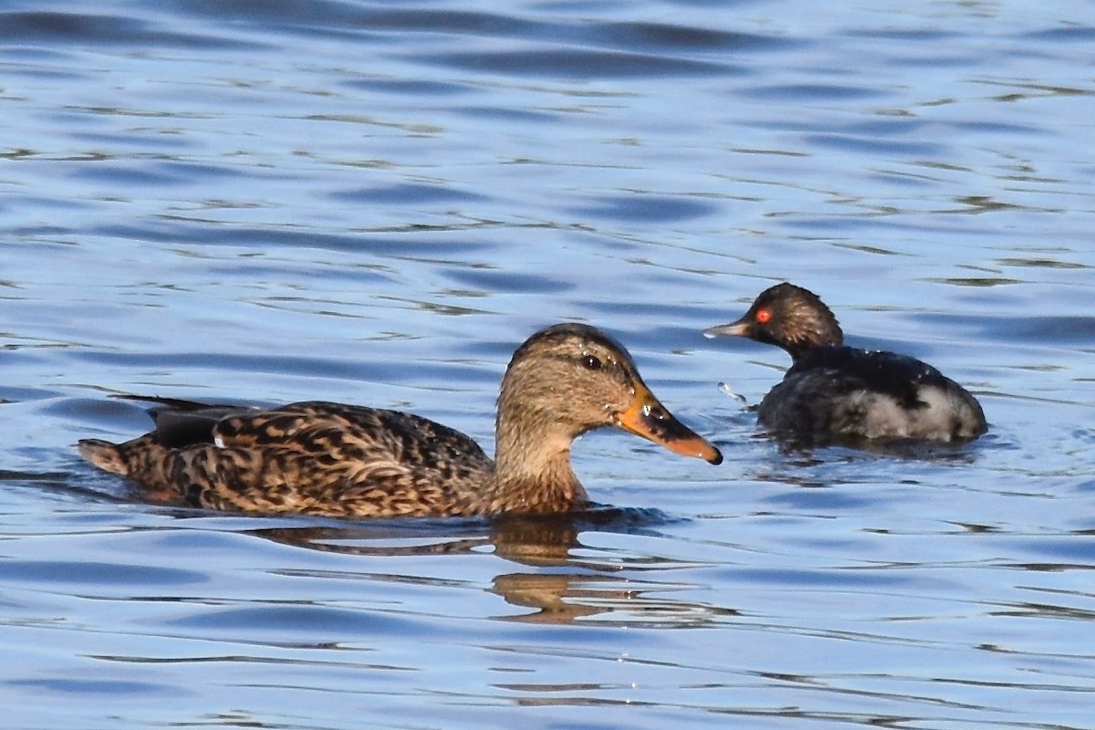 Eared Grebe - ML500483771