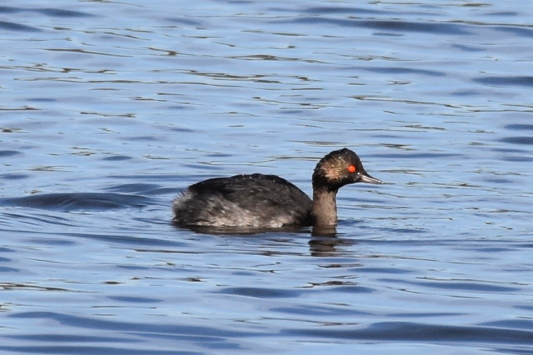 Eared Grebe - ML500483781