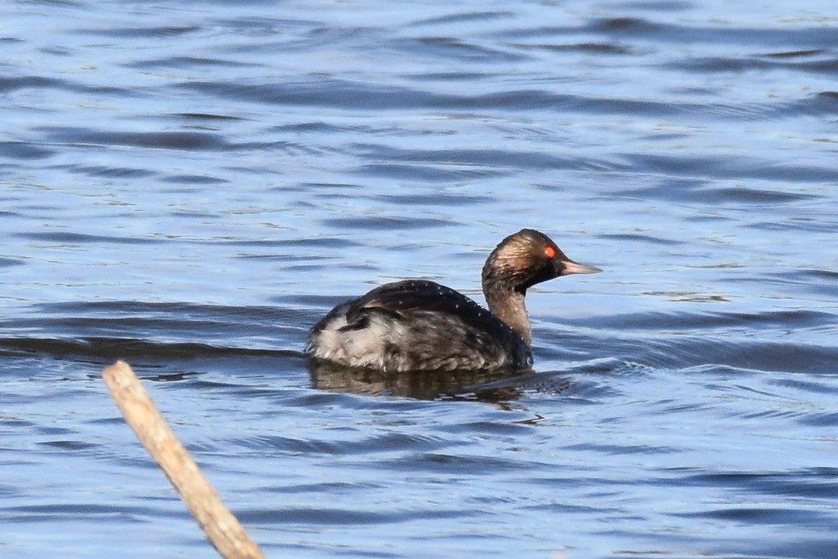 Eared Grebe - ML500483791