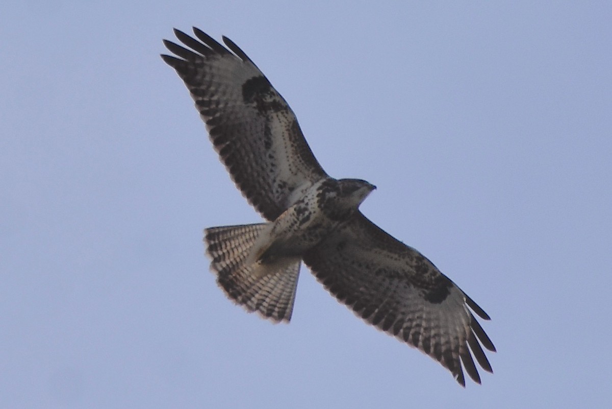 Common Buzzard - ML500483931