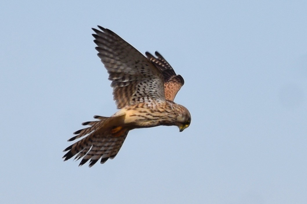 Eurasian Kestrel - ML500484011