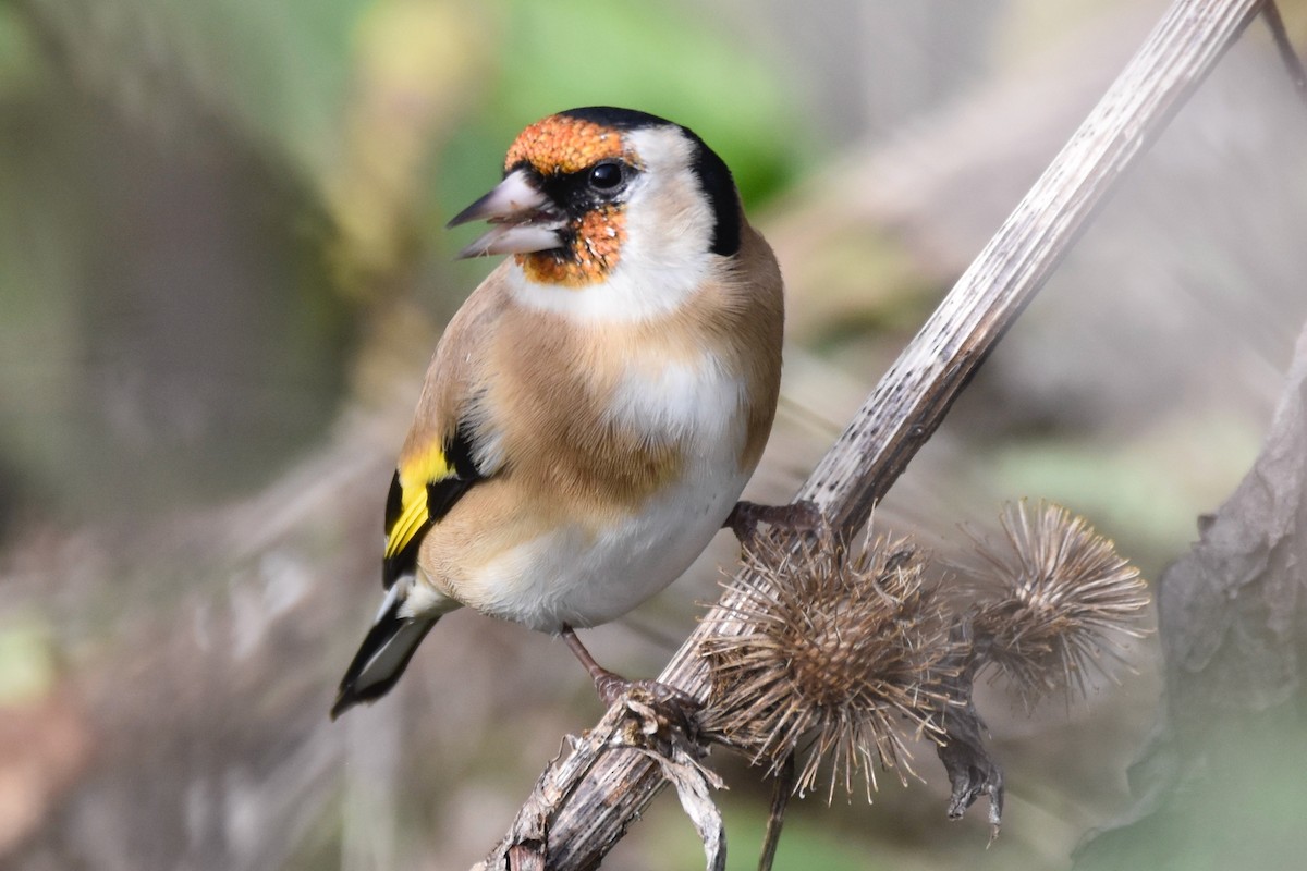 European Goldfinch - THIERRY DE BOCK