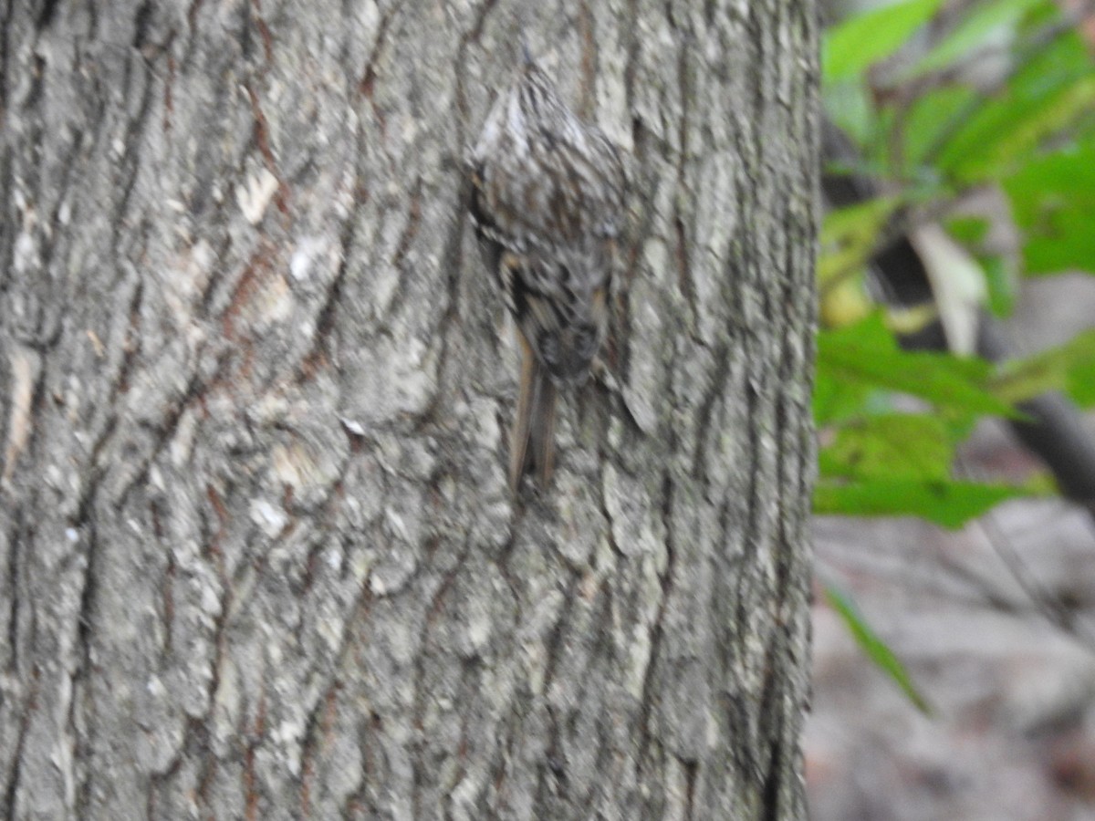 Підкоришник американський - ML500484161