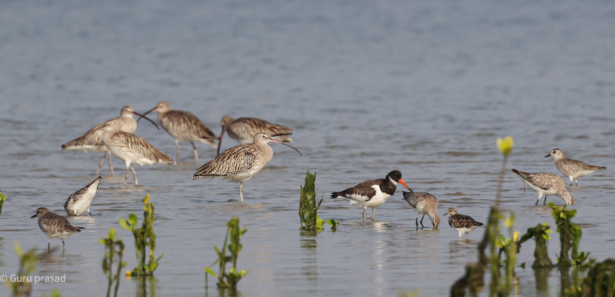 Eurasian Oystercatcher - ML500484331