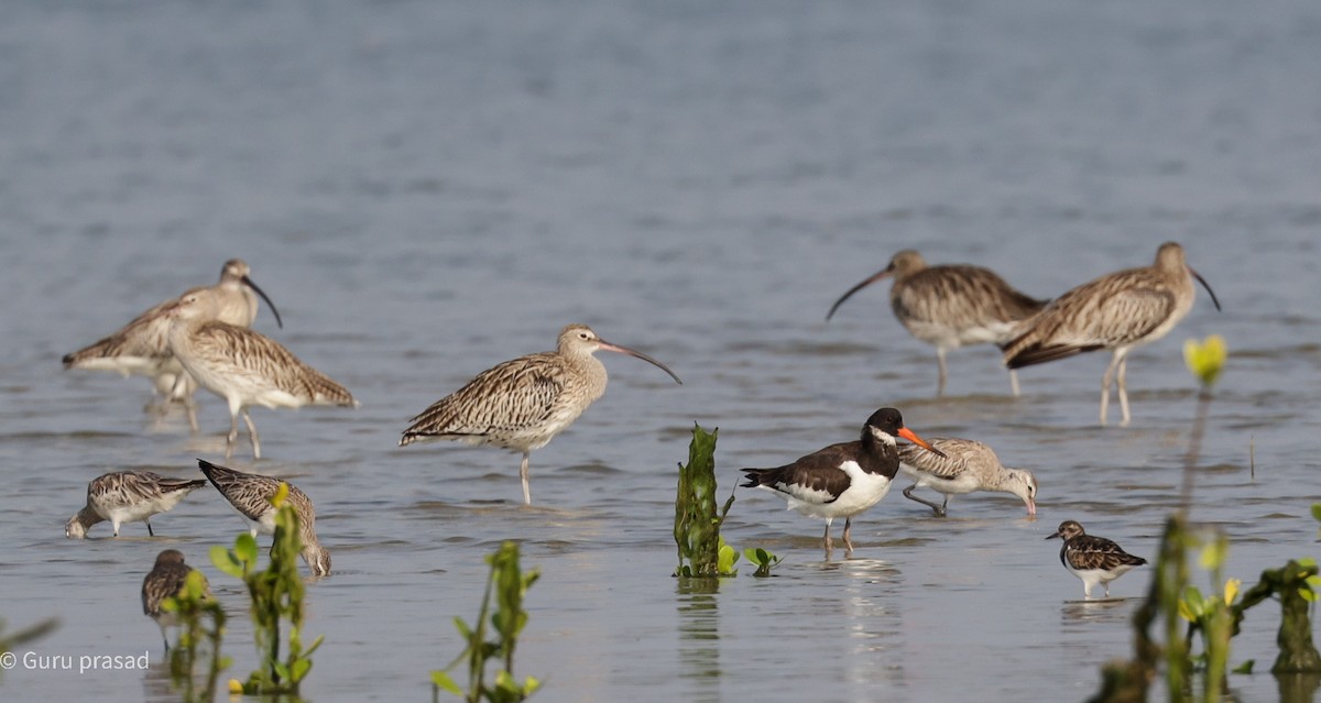 Eurasian Oystercatcher - ML500484351