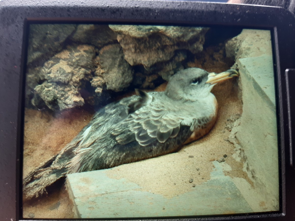 Cory's/Scopoli's Shearwater - ML500486011