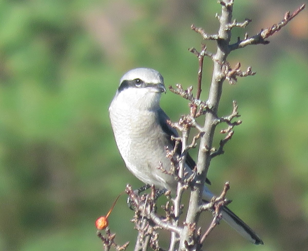 Northern Shrike - Jonathan  Pierce