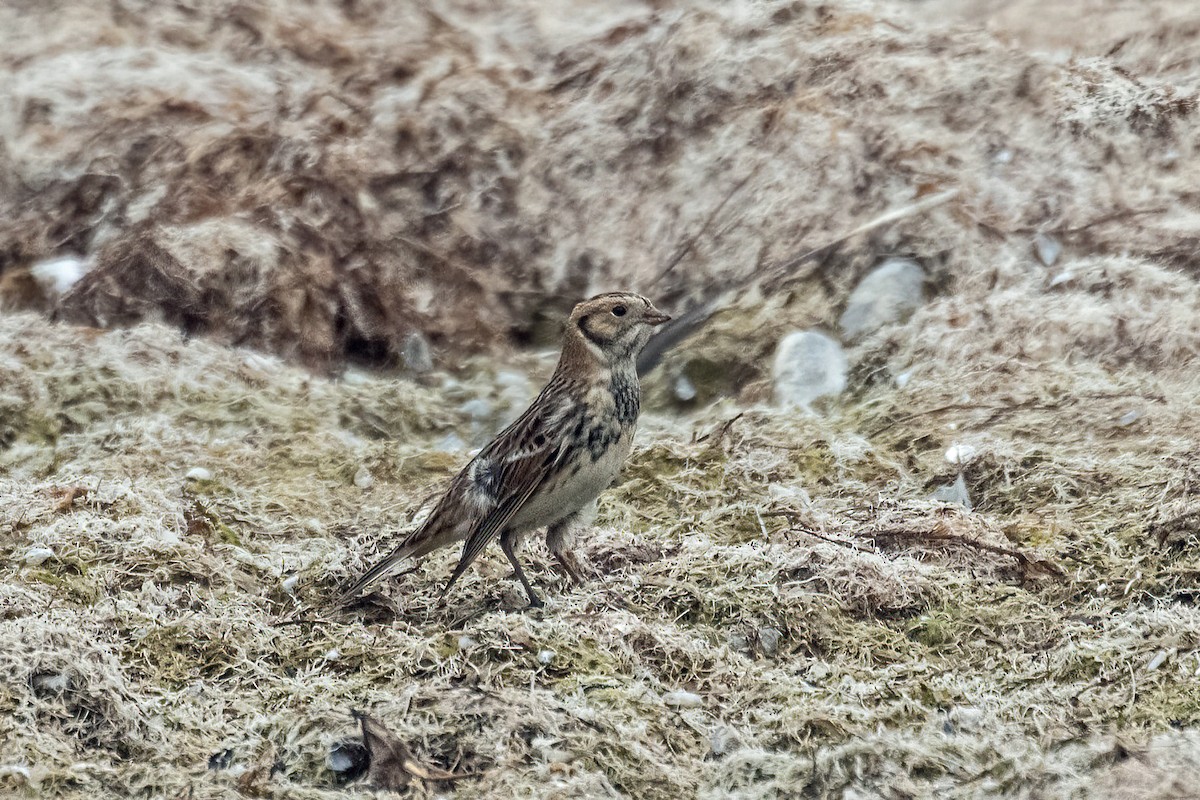 Lapland Longspur - ML500487601