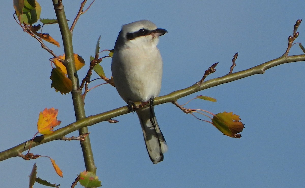 Great Gray Shrike - ML500487751