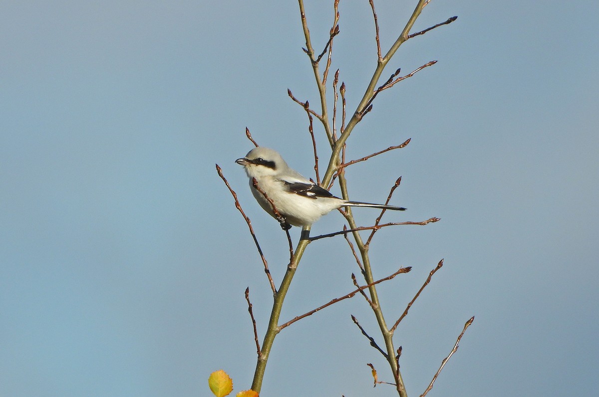 Great Gray Shrike - ML500487761