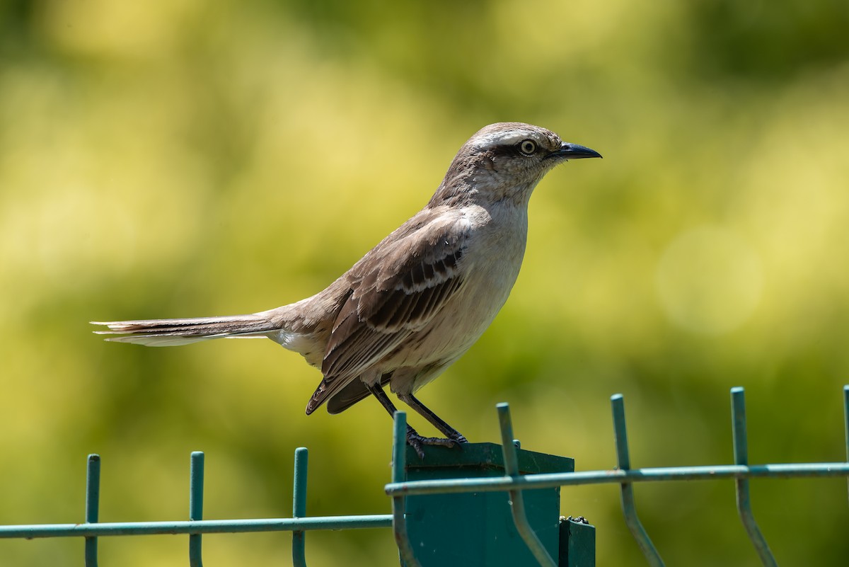 Chalk-browed Mockingbird - ML500487881