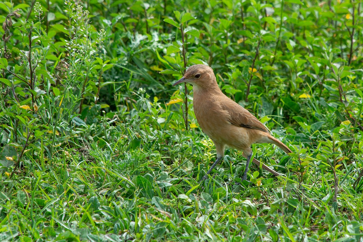 Rufous Hornero - ML500488611