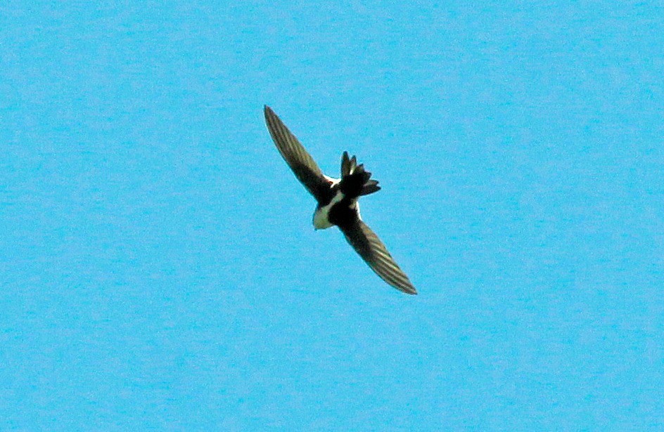 White-throated Swift - Colette Micallef