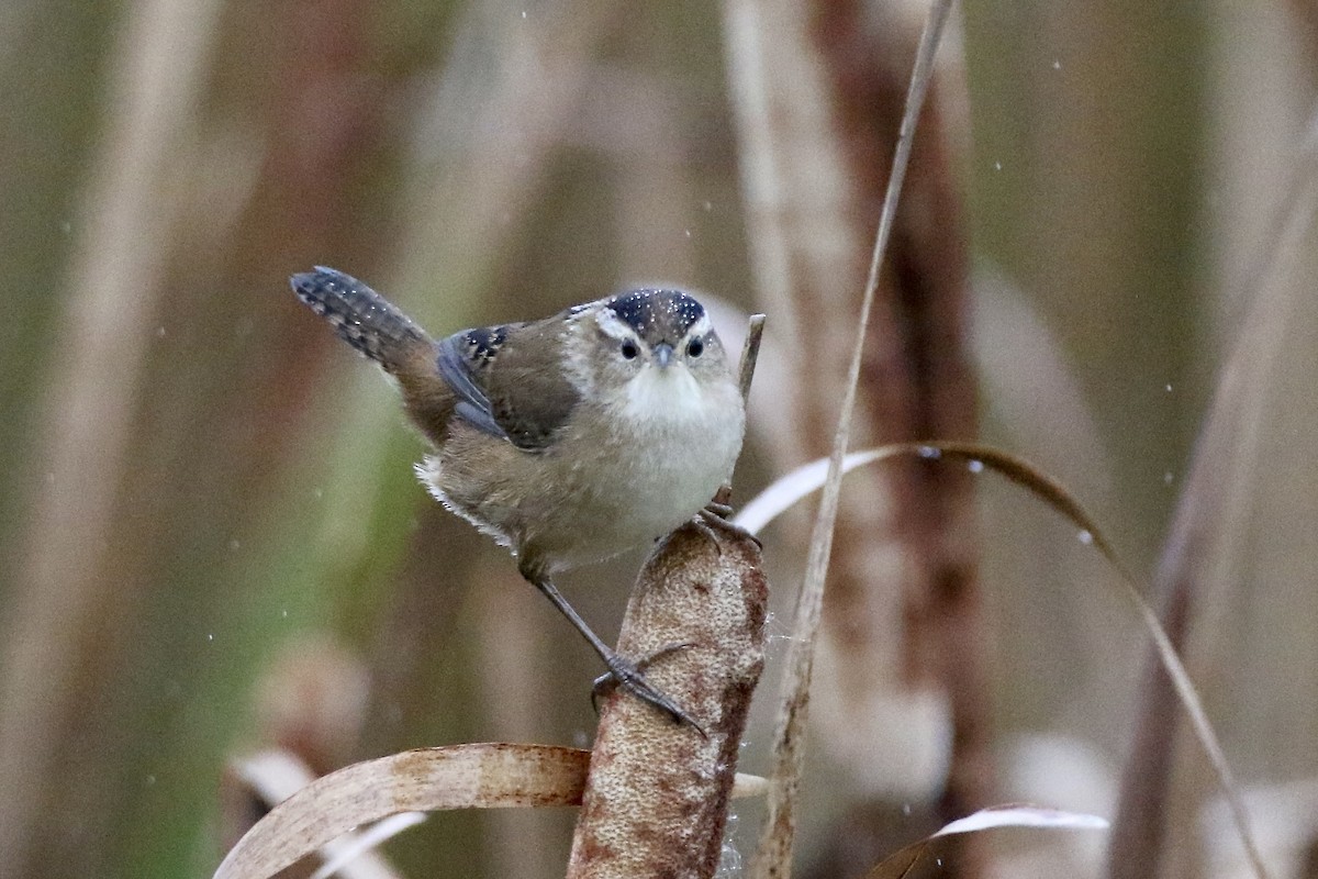 Marsh Wren (palustris Group) - John Garrett