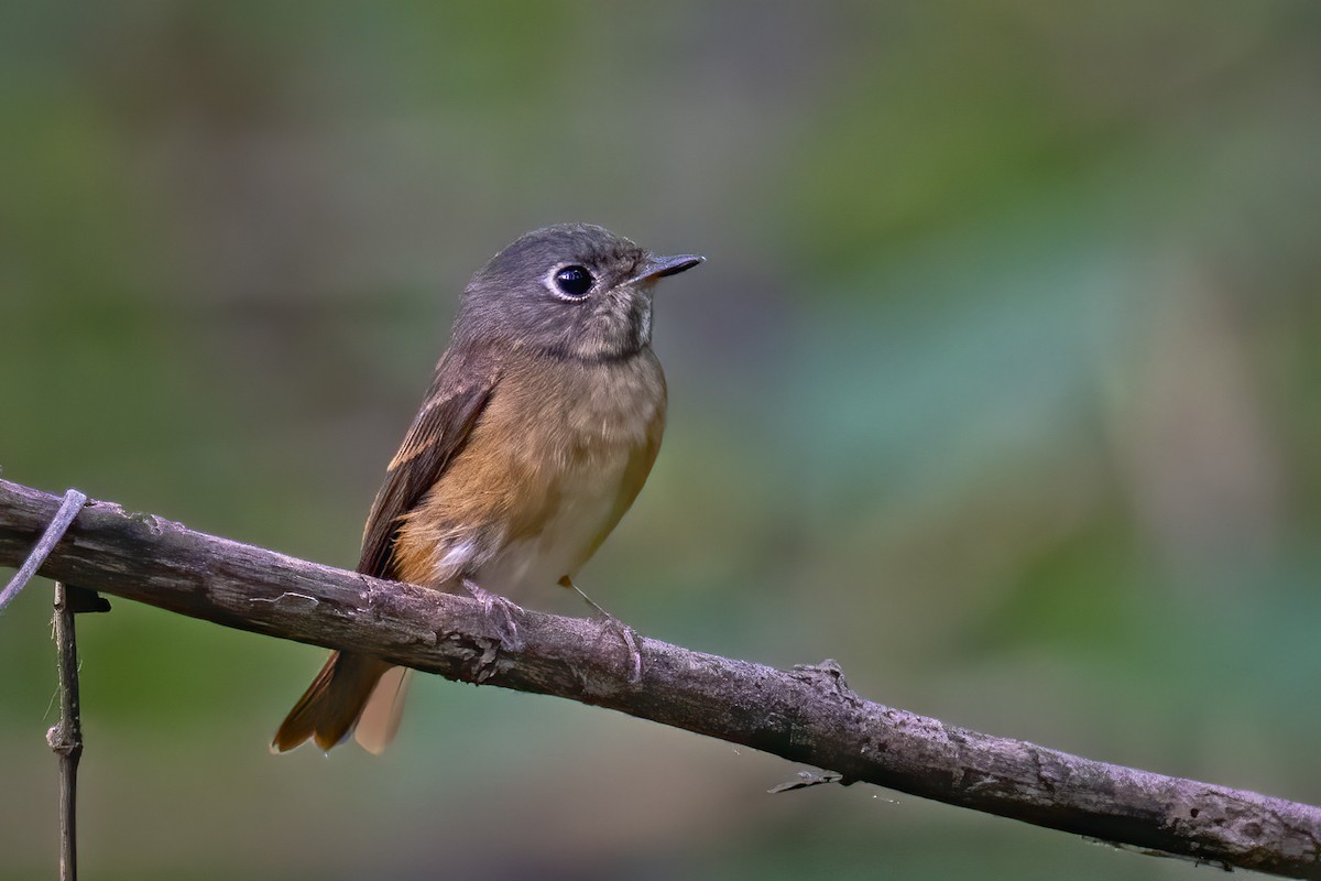 Gobemouche ferrugineux - ML500490711