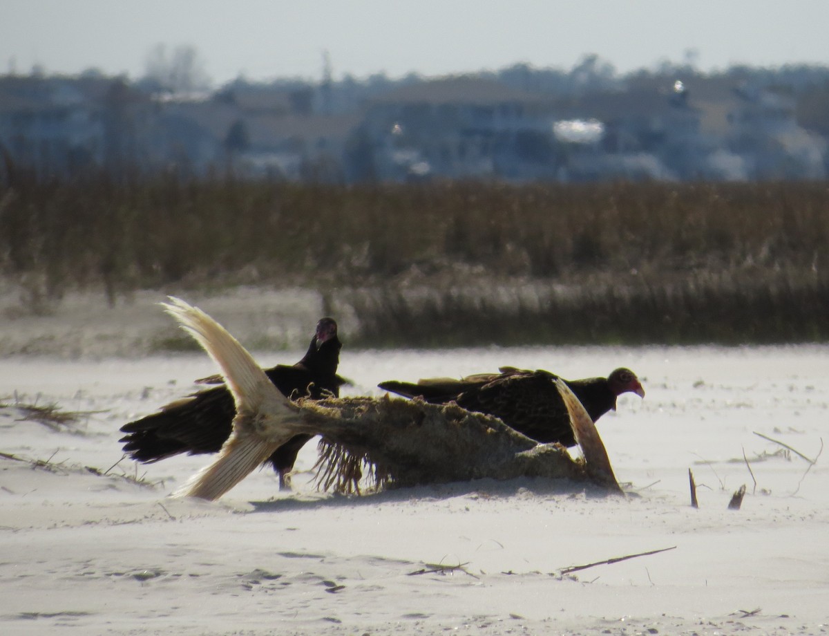 Turkey Vulture - ML50049191