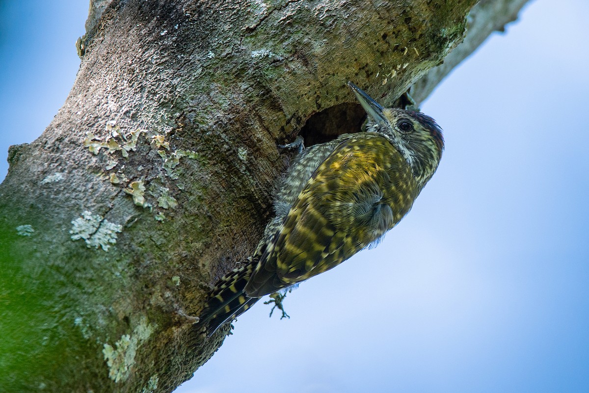 White-spotted Woodpecker - ML500491981