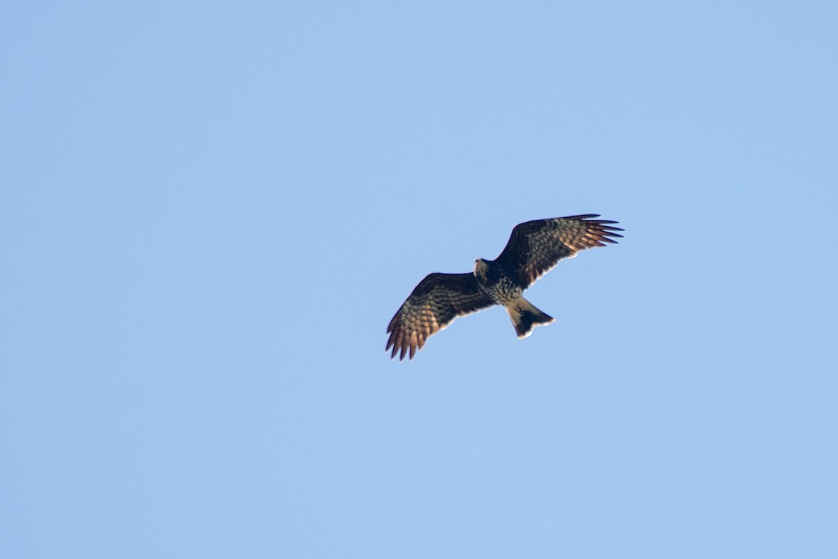 Snail Kite - ML500492031