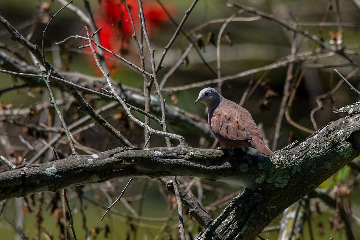 Ruddy Ground Dove - ML500492501