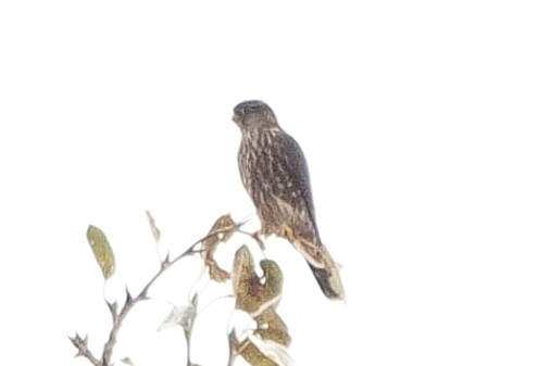 Merlin - ML500493011
