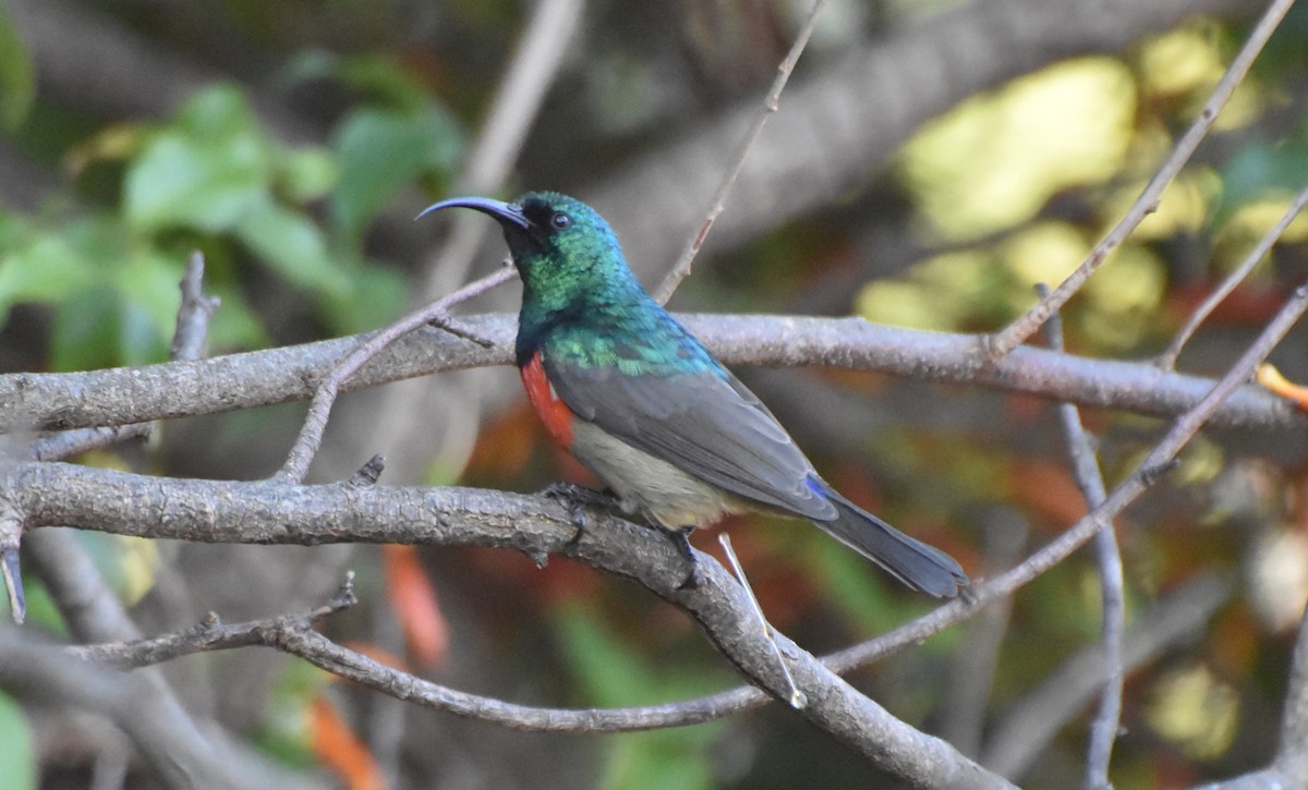 Greater Double-collared Sunbird - Job De Bruycker