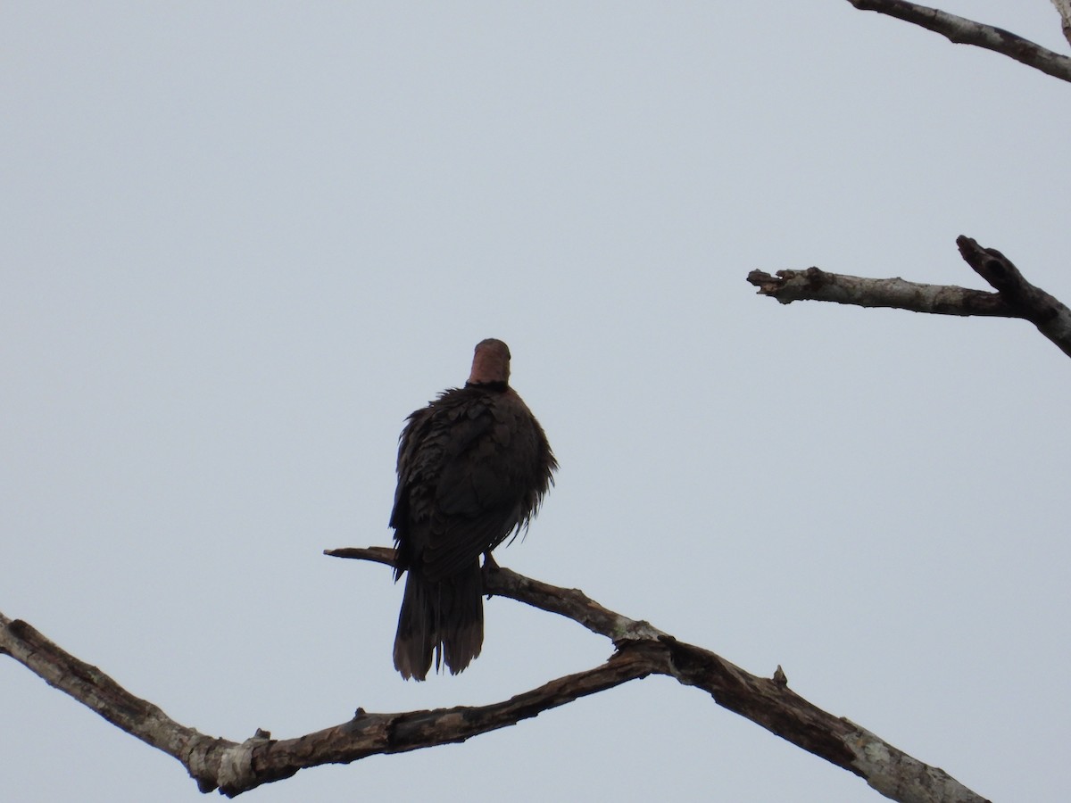 Blue-spotted Wood-Dove - ML500493701