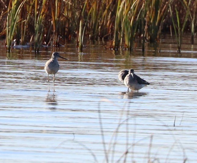 Greater Yellowlegs - ML500493961